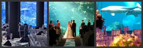 Aquarium weddings