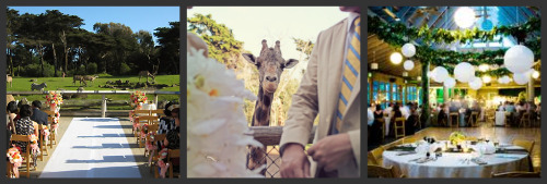Zoo weddings