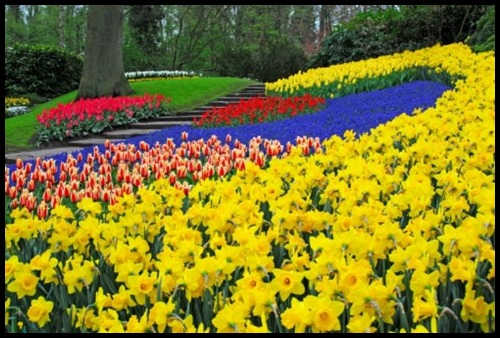 amsterdam-keukenhof