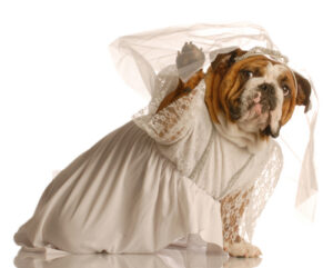 Marriage has gone to the dogs